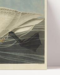 After Hover: John James Audubon - Swan Hunting Insects