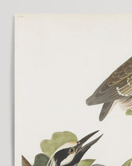 After Hover: John James Audubon - Two Birds on a Branch