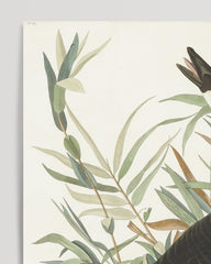 After Hover: John James Audubon - Brooding Ducks