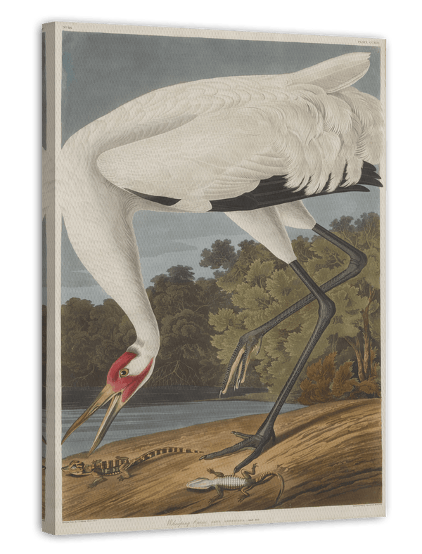 John James Audubon - Storch auf Nahrungssuche