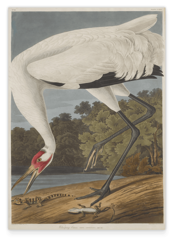 John James Audubon - Storch auf Nahrungssuche