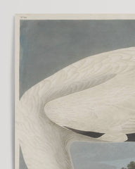 After Hover: John James Audubon - Stork searching for food