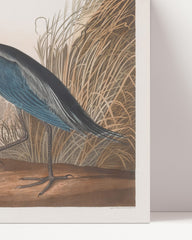 After Hover: John James Audubon - Waterfowl on the Lake