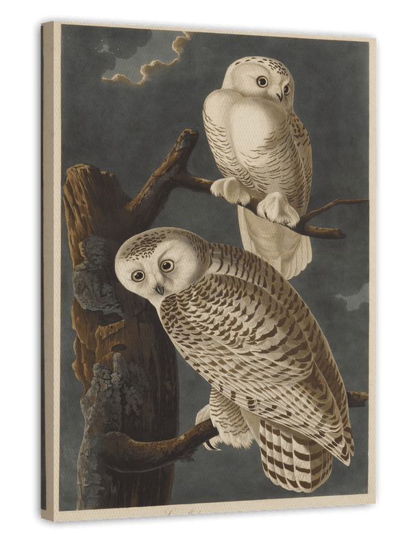John James Audubon - Weiße Eulen bei Nacht