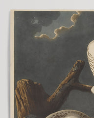 After Hover: John James Audubon - White Owls at Night