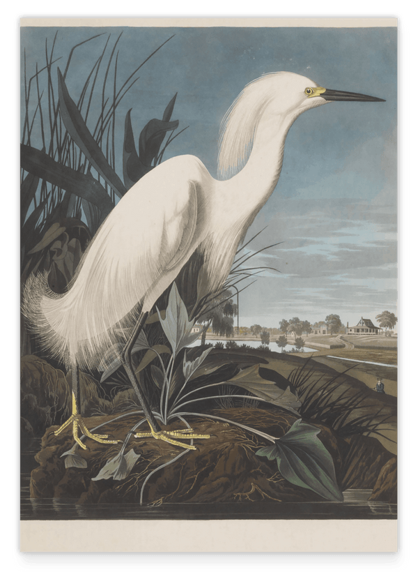 John James Audubon - Weißer Vogel am Teich