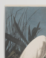 After Hover: John James Audubon - White Bird by the Pond