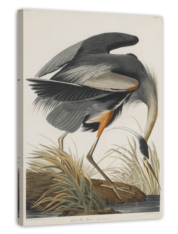John James Audubon - Kranich auf Futtersuche