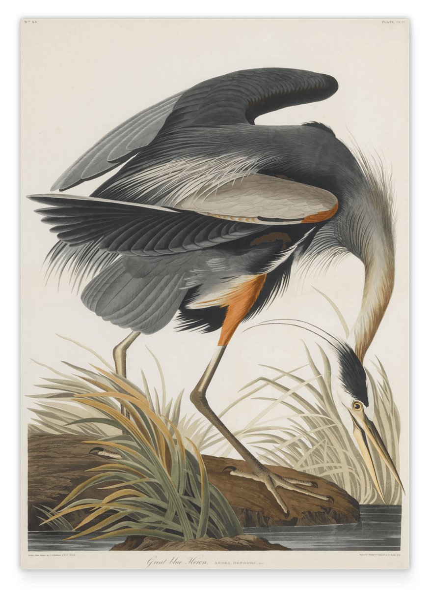 John James Audubon - Kranich auf Futtersuche
