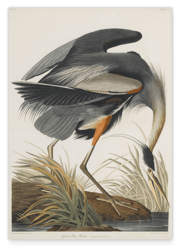 John James Audubon - Kranich auf Futtersuche