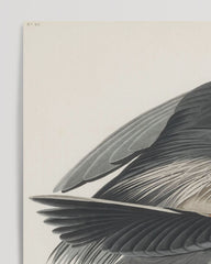 After Hover: John James Audubon - Crane searching for food