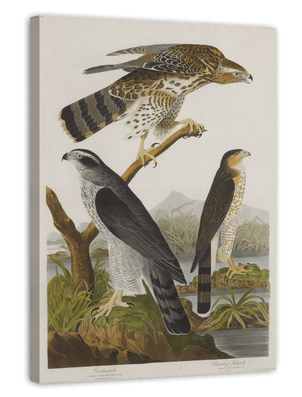 John James Audubon - Drei Greifvogelarten