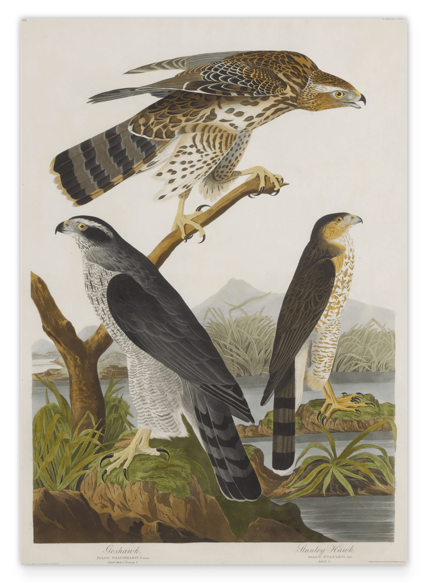 John James Audubon - Drei Greifvogelarten
