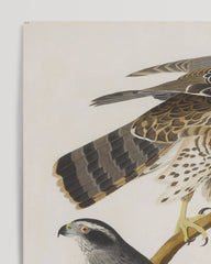 After Hover: John James Audubon - Three Birds of Prey
