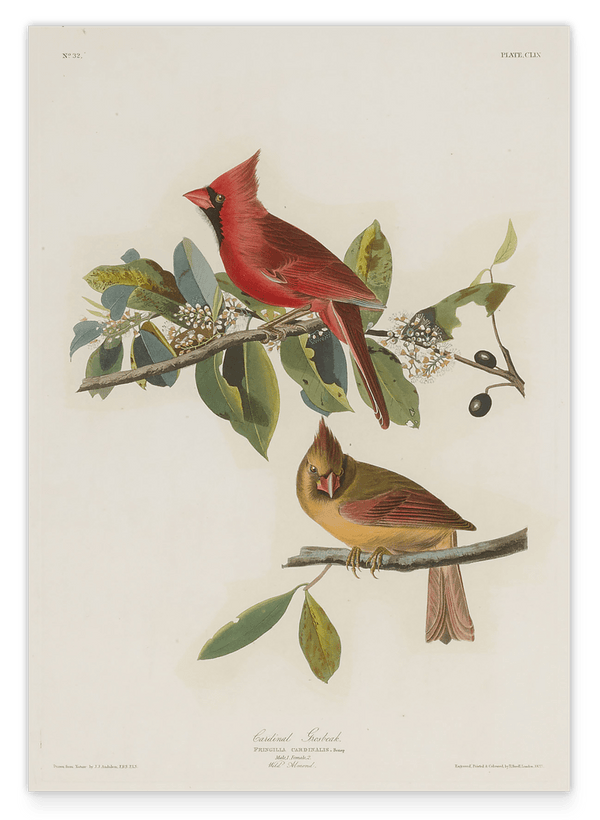 John James Audubon - Bunte Vögel auf Ästen