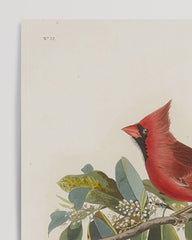After Hover: John James Audubon - Colorful Birds on Branches