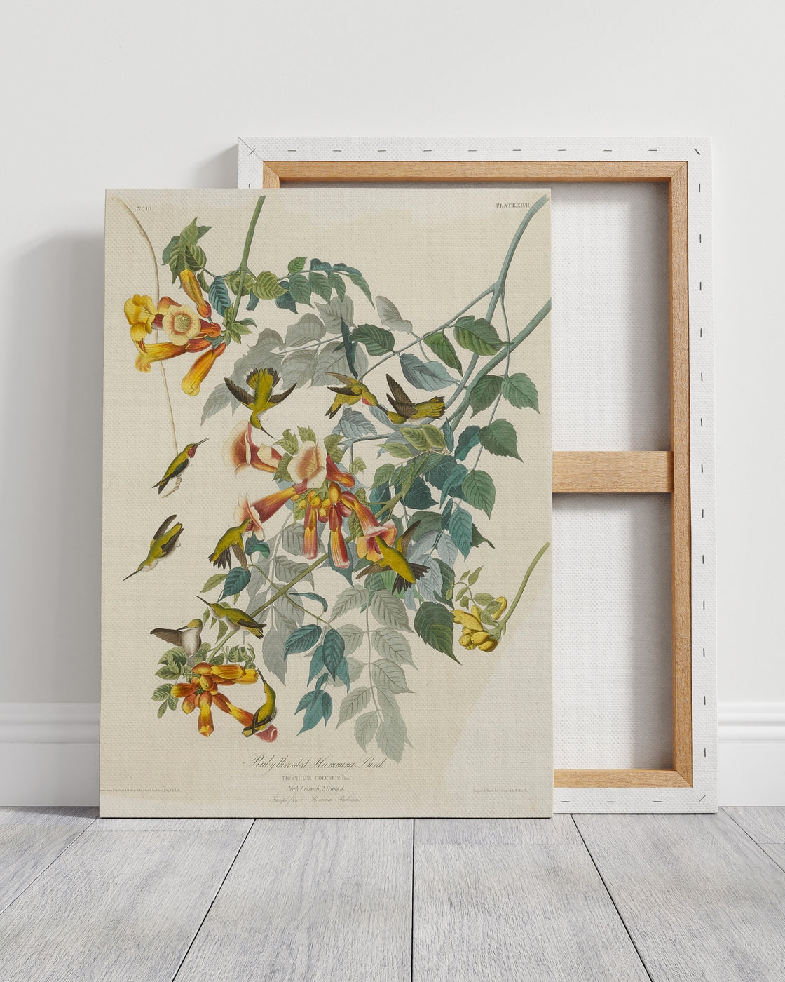 stretched-canvas