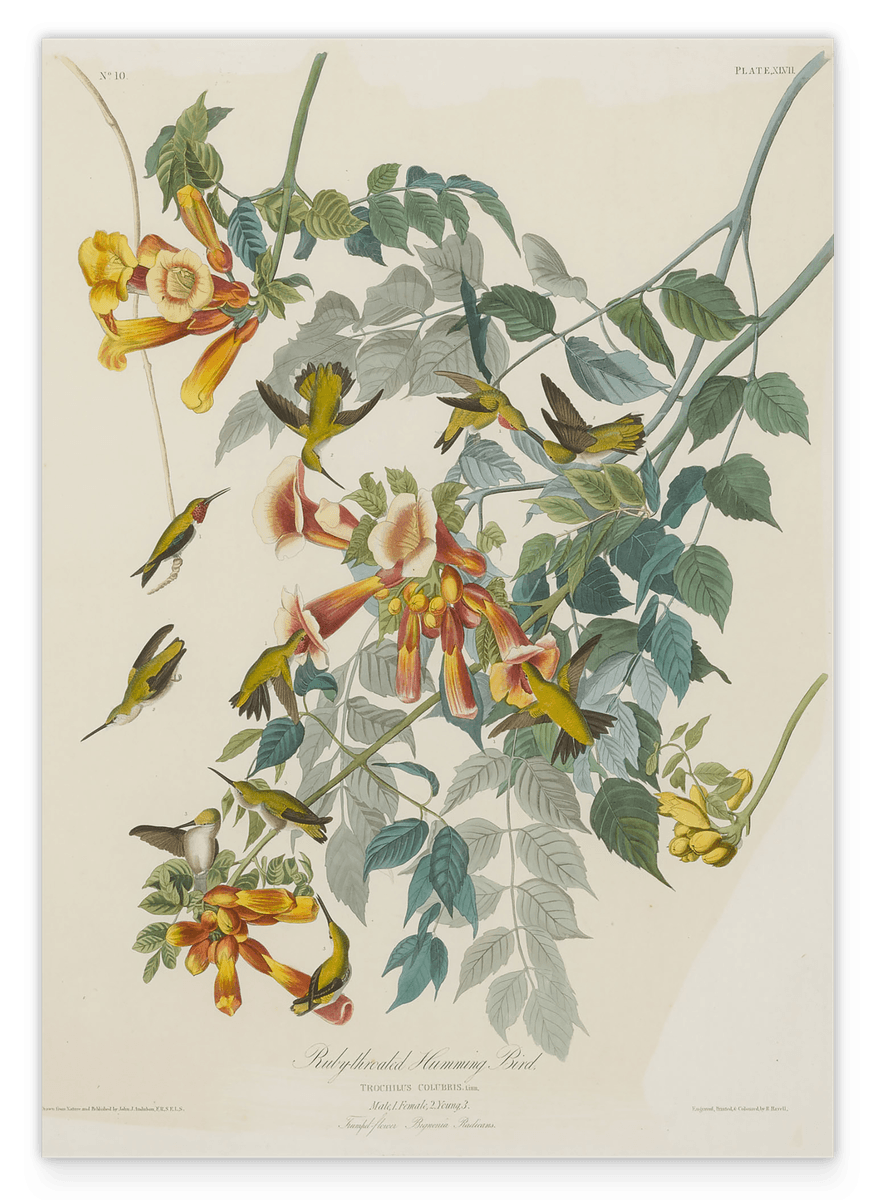 John James Audubon - Kolibris auf Nektarsuche