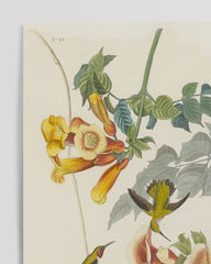 After Hover: John James Audubon - Hummingbirds in search of nectar