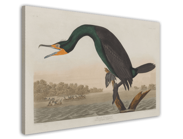 John James Audubon - Smaragdgrüner Wasservogel