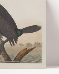 After Hover: John James Audubon - Emerald Waterbird