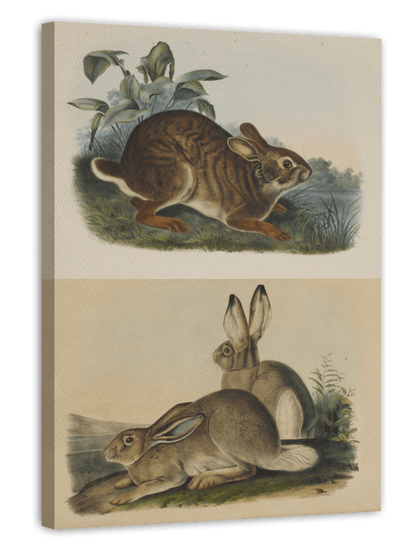 John James Audubon - Kaninchen in der Wildnis