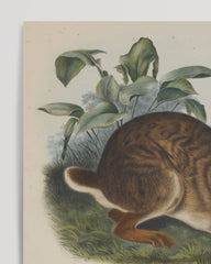 After Hover: John James Audubon - Rabbit in the Wild
