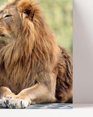 After Hover: Lion couple