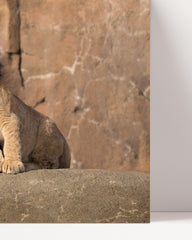 After Hover: Lion with lion cub