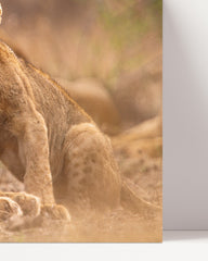 After Hover: Lion family