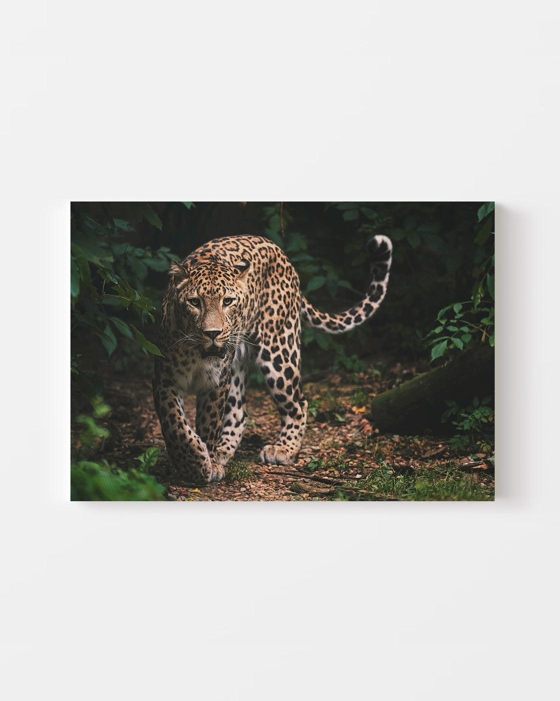 stretched-canvas