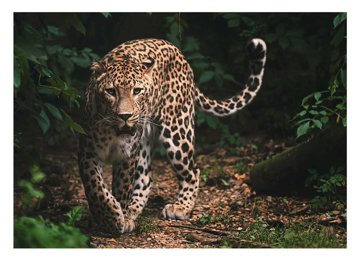 Leopard in der Wildnis