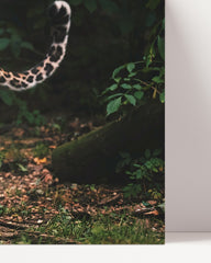 After Hover: Leopard in the wild