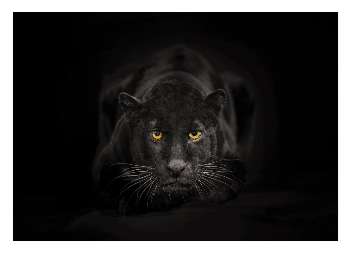 Schwarzer Panther auf schwarzem Hintergrund