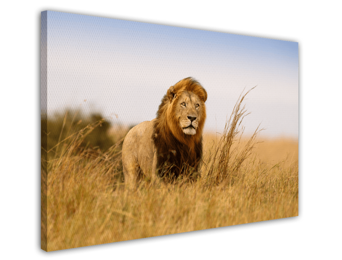 stretched-canvas
