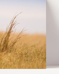 After Hover: Lion in the savannah