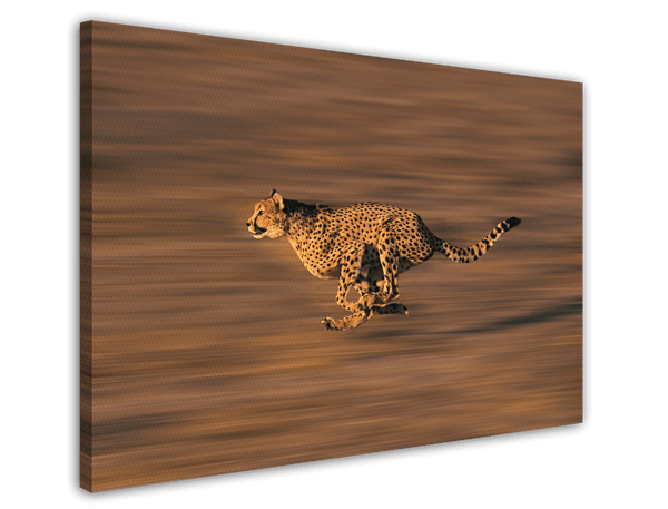 Rennender Gepard