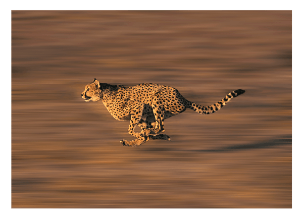 Rennender Gepard