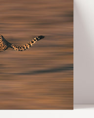 After Hover: Running Cheetah