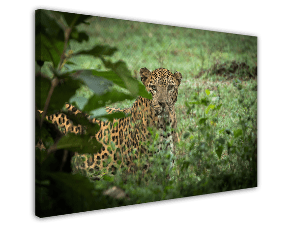 Leopard im Regenwald