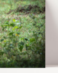 After Hover: Leopard in the rainforest