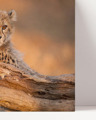 After Hover: Cheetah cub