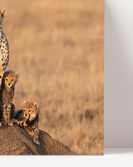 After Hover: Cheetah family
