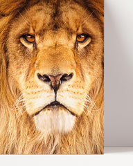 After Hover: Lion - Close-up