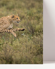 After Hover: Running Cheetah