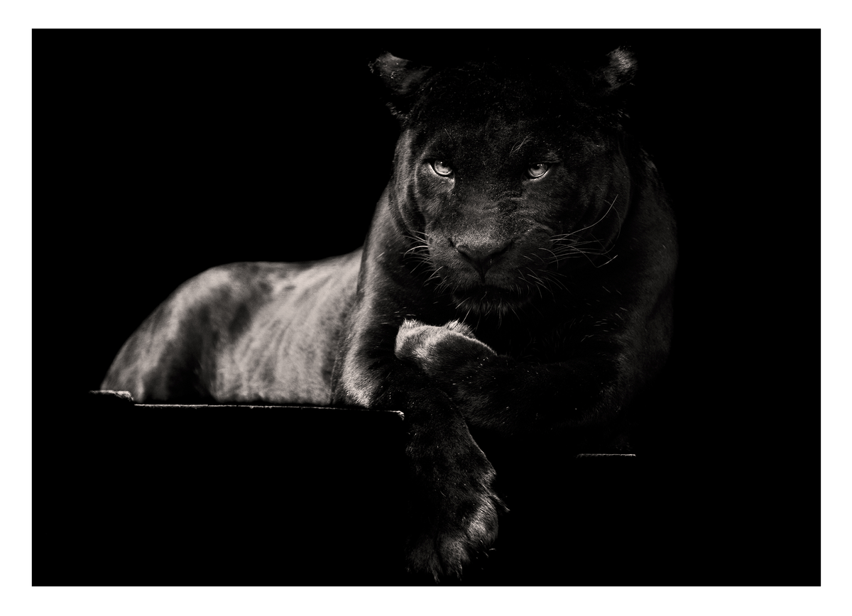 Schwarzer Panther auf schwarzem Hintergrund