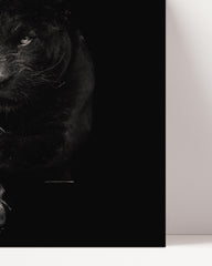 After Hover: Black panther on a black background