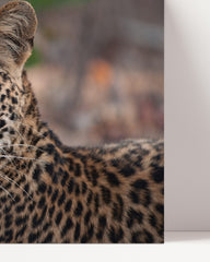 After Hover: Leopard - Close-up