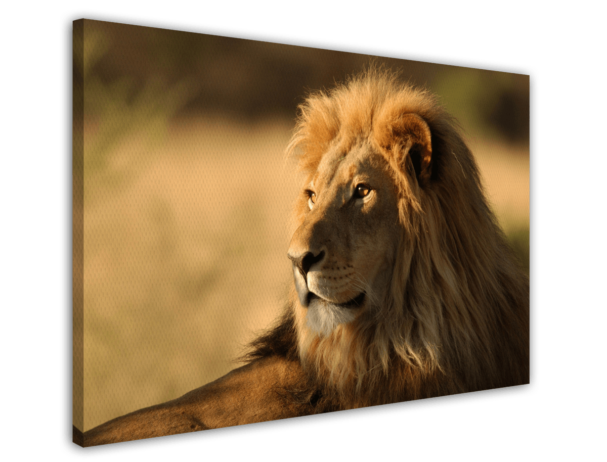 stretched-canvas