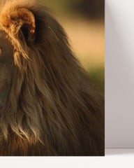 After Hover: Lion